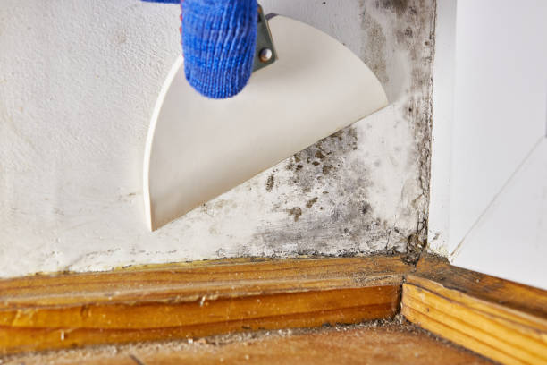 Best Residential Mold Inspection & Testing  in Edneyville, NC
