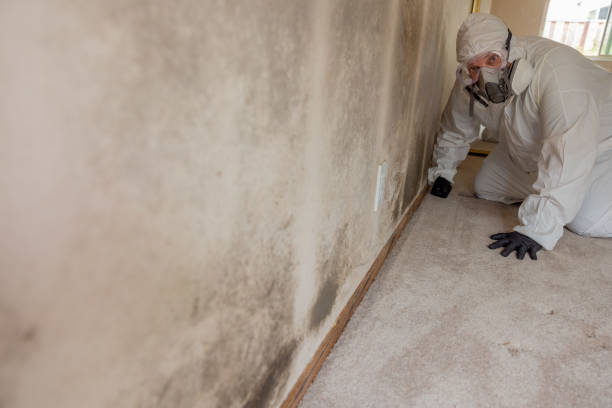 Best Commercial Mold Inspection  in Edneyville, NC